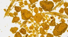 薑黃提取物
